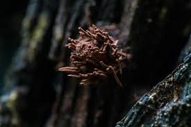 Attēlu rezultāti vaicājumam “Stemonitis splendens macro”