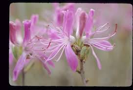 Attēlu rezultāti vaicājumam “Rhododendron canadense flower”