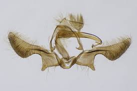 Attēlu rezultāti vaicājumam “Ancylis myrtillana”