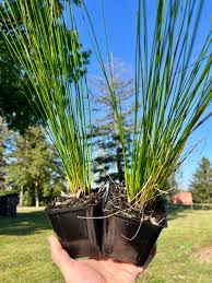 Attēlu rezultāti vaicājumam “Juncus effusus”