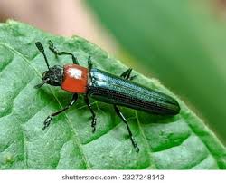 Attēlu rezultāti vaicājumam “Erotylidae”