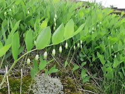 Attēlu rezultāti vaicājumam “Polygonatum odoratum”