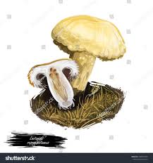 Attēlu rezultāti vaicājumam “Lactarius repraesentaneus”