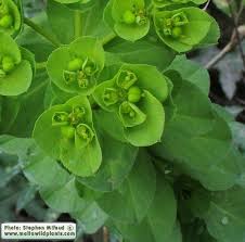 Attēlu rezultāti vaicājumam “Euphorbia helioscopia leaf”