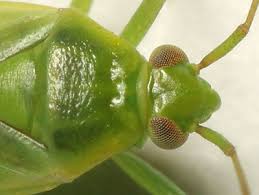 Attēlu rezultāti vaicājumam “Lycogala persicum macro”