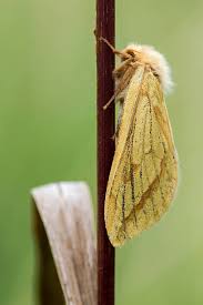 Attēlu rezultāti vaicājumam “Hepialidae”