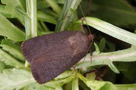 Attēlu rezultāti vaicājumam “Amphipyra livida”