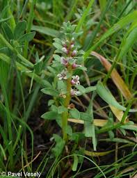 Attēlu rezultāti vaicājumam “Glaux maritima flower”