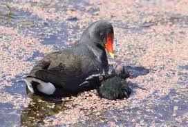 Attēlu rezultāti vaicājumam “Gallinula chloropus juvenile”