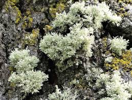 Attēlu rezultāti vaicājumam “Ramalina pollinaria”