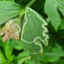 Attēlu rezultāti vaicājumam “Phytomyza ranunculi”