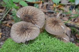 Attēlu rezultāti vaicājumam “Pluteus umbrosus”