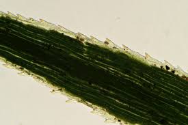 Attēlu rezultāti vaicājumam “Polytrichum formosum”