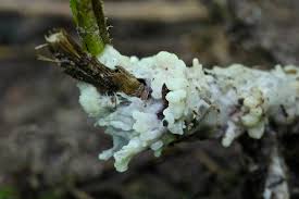 Attēlu rezultāti vaicājumam “Sebacina incrustans”