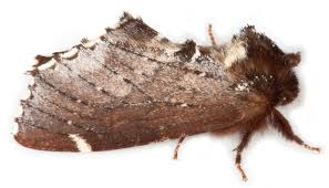 Attēlu rezultāti vaicājumam “Odontosia carmelita”