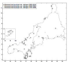 Attēlu rezultāti vaicājumam “Weissia brachycarpa”