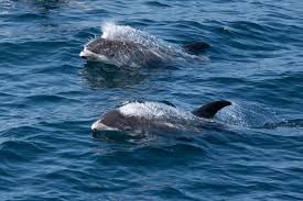 Image result for Lagenorhynchus albirostris