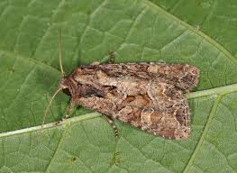 Attēlu rezultāti vaicājumam “Apamea remissa”