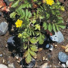 Attēlu rezultāti vaicājumam “Potentilla supina flower”