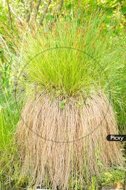 Attēlu rezultāti vaicājumam “Carex appropinquata”