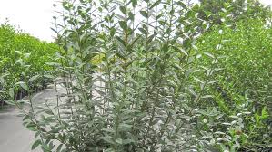 Attēlu rezultāti vaicājumam “Ligustrum vulgare”