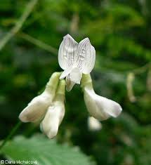 Attēlu rezultāti vaicājumam “Vicia sylvatica flower”