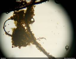 Attēlu rezultāti vaicājumam “Stemonaria irregularis”