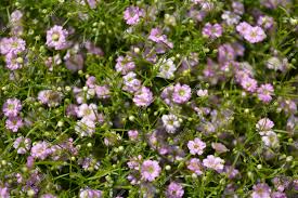 Attēlu rezultāti vaicājumam “Gypsophila muralis”