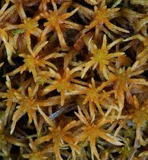 Attēlu rezultāti vaicājumam “Sphagnum teres”