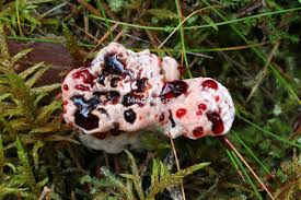 Attēlu rezultāti vaicājumam “Phellodon melaleucus”