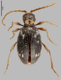 Attēlu rezultāti vaicājumam “Ptinus sp.”