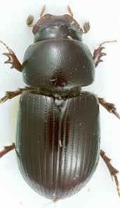 Attēlu rezultāti vaicājumam “Aphodius subterraneus”