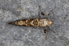 Attēlu rezultāti vaicājumam “Gracillaria syringella imago”