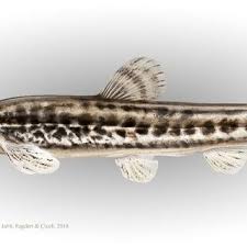 Attēlu rezultāti vaicājumam “Didymium tussilaginis spores”