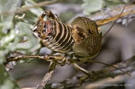 Attēlu rezultāti vaicājumam “Grypocoris sexguttatus imago”