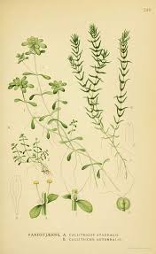 Attēlu rezultāti vaicājumam “Callitriche hermaphroditica”