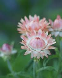 Image result for Helichrysum bracteatum