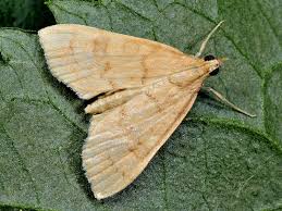 Attēlu rezultāti vaicājumam “Udea fulvalis”