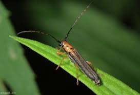 Attēlu rezultāti vaicājumam “Cerambycidae”