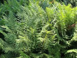 Attēlu rezultāti vaicājumam “Polystichum aculeatum”