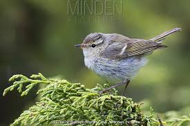 Image result for Phylloscopus humei