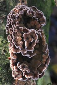 Attēlu rezultāti vaicājumam “Chondrostereum purpureum”