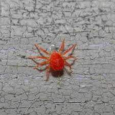 Attēlu rezultāti vaicājumam “Acari”