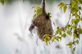 Attēlu rezultāti vaicājumam “Remiz pendulinus nest”
