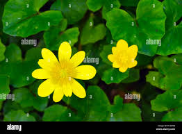 Attēlu rezultāti vaicājumam “Ficaria verna leaf”