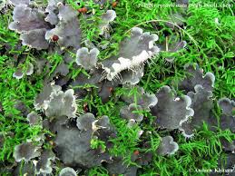 Attēlu rezultāti vaicājumam “Peltigera praetextata”