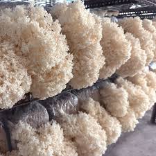 Attēlu rezultāti vaicājumam “Hericium coralloides”