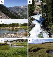 Attēlu rezultāti vaicājumam “Harpanthus flotovianus cells”
