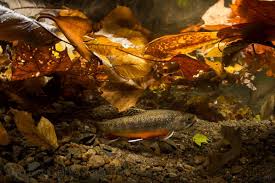 Image result for Salvelinus fontinalis