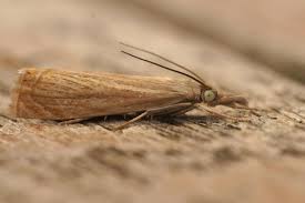 Attēlu rezultāti vaicājumam “Chrysoteuchia culmella”